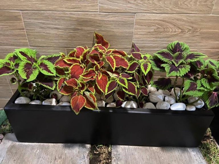 98341322_1649313401912178_425828393737519104_n