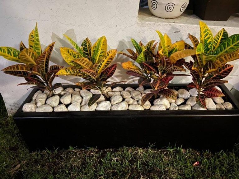 99140946_1649313398578845_44412044899778560_n