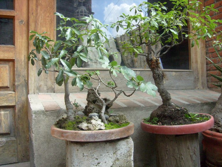 BONSAI 2 002