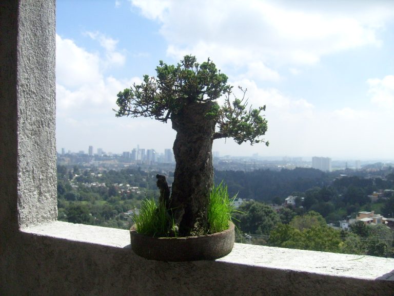 BONSAI 2 009